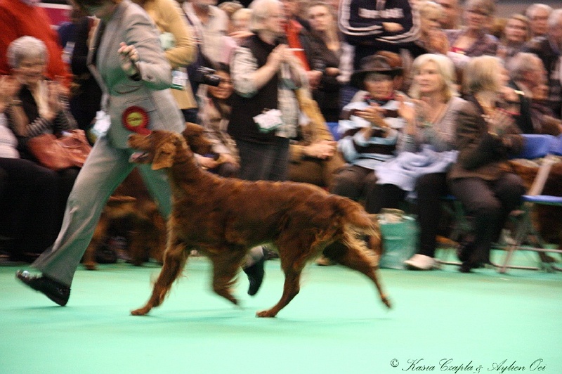 Crufts2011_2 007.jpg